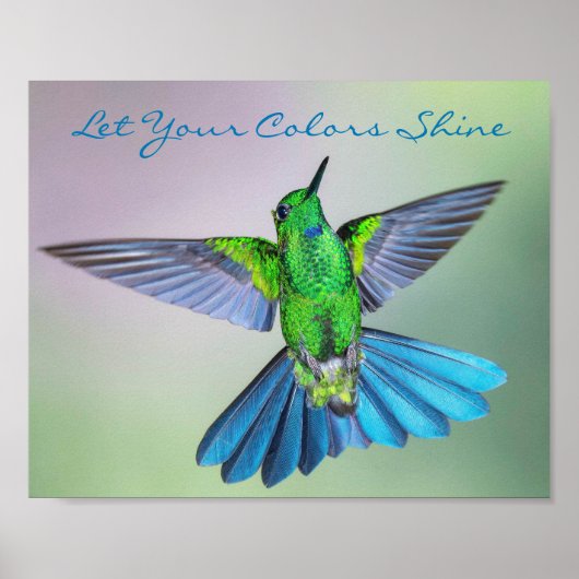 Hummingbird grün und blau poster (Vorne)