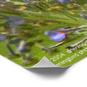 Hummingbird Harmony by Gregory Gallo Poster (Ecke)