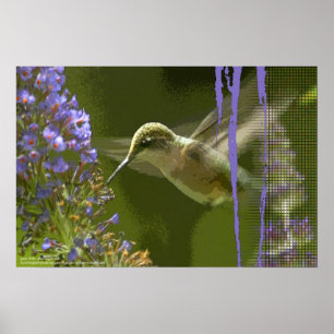 Hummingbird Harmony by Gregory Gallo Poster