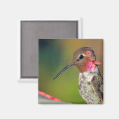 Hummingbird hat Magnet Nah (Vorderseite/Rückseite)