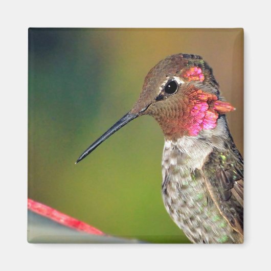 Hummingbird hat Magnet Nah (Vorne)
