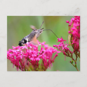 Hummingbird Hawk-Moth-Schmetterling im Flug Feiertagspostkarte