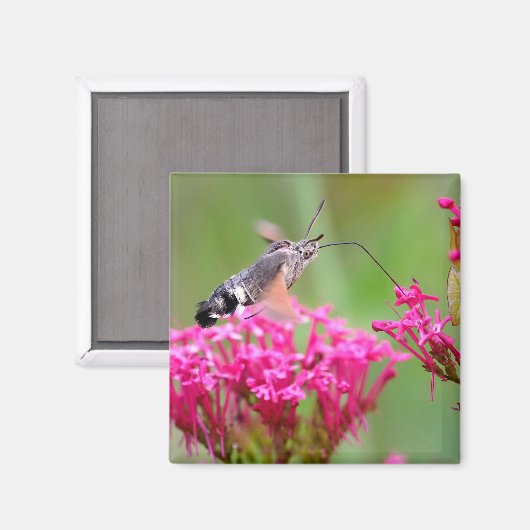 Hummingbird Hawk-Moth-Schmetterling im Flug Magnet (Vorderseite/Rückseite)