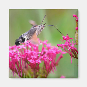 Hummingbird Hawk-Moth-Schmetterling im Flug Magnet