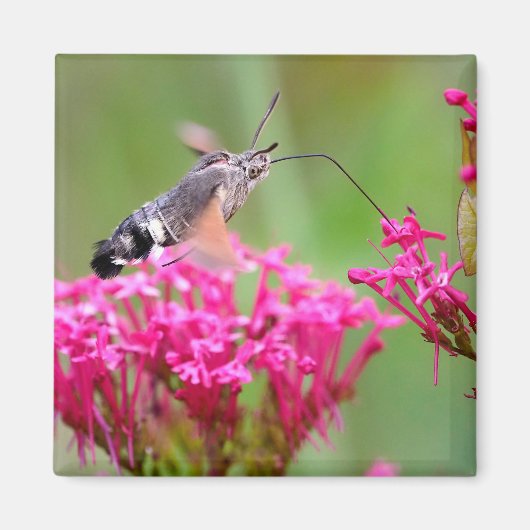 Hummingbird Hawk-Moth-Schmetterling im Flug Magnet (Vorne)