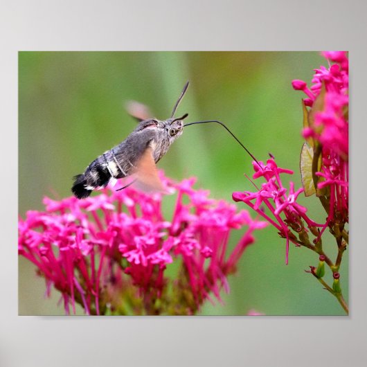 Hummingbird Hawk-Moth-Schmetterling im Flug Poster (Vorne)