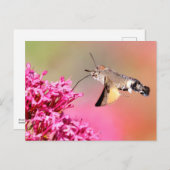 Hummingbird Hawk-Moth-Schmetterling im Flug Postkarte (Vorne/Hinten)