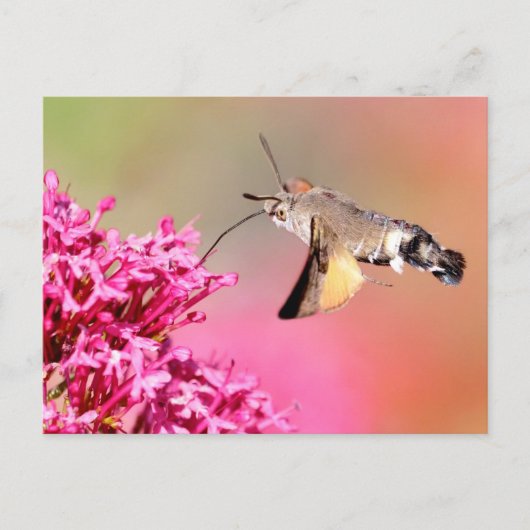 Hummingbird Hawk-Moth-Schmetterling im Flug Postkarte (Vorderseite)
