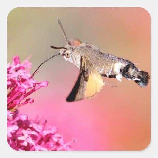 Hummingbird Hawk-Moth-Schmetterling im Flug Quadratischer Aufkleber (Vorderseite)