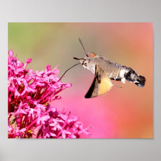 Hummingbird Hawk-Moth-Schmetterling in Flug Postca Poster (Vorne)