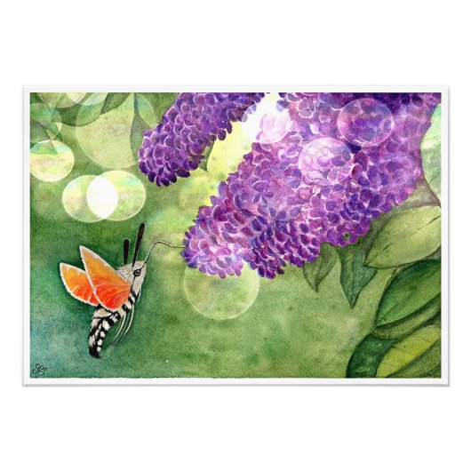 Hummingbird Hawk Moth und Lilacs Fotodruck (Vorne)