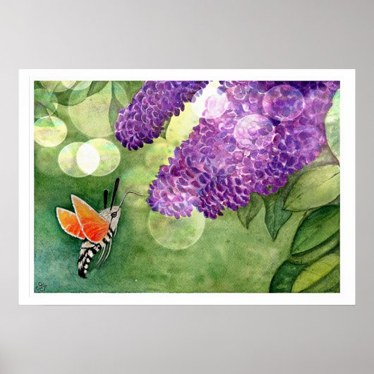 Hummingbird Hawk Moth und Lilacs Poster (Vorne)