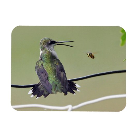 Hummingbird & Honey Bee Magnet (Horizontal)