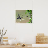 Hummingbird & Honey Bee Poster (Küche)