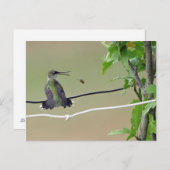Hummingbird & Honey Bee Postkarte (Vorne/Hinten)