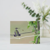 Hummingbird & Honey Bee Postkarte (Stehend Vorderseite)
