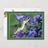 Hummingbird Hover Postkarte (Vorne/Hinten)