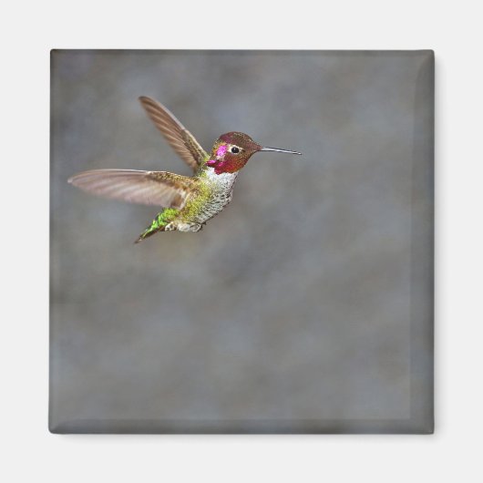 Hummingbird im Flight Magnet (Vorne)