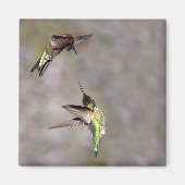 Hummingbird im Flight Magnet (Vorne)