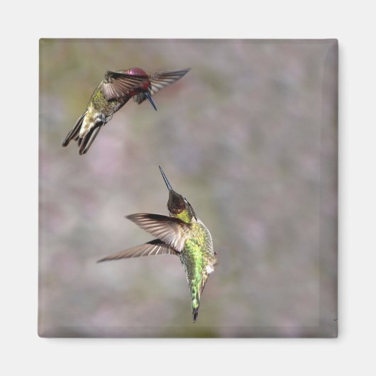 Hummingbird im Flight Magnet (Vorne)