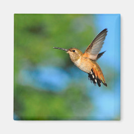 Hummingbird im Flight Magnet