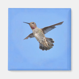 Hummingbird im Flight Magnet