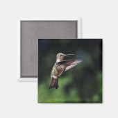 Hummingbird im Flight Magnet (Vorderseite/Rückseite)