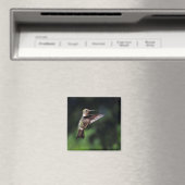Hummingbird im Flight Magnet (In Situ (Geschirrspüler))