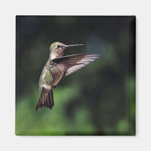 Hummingbird im Flight Magnet
