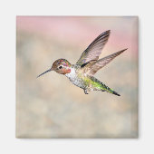 Hummingbird im Flight Magnet (Vorne)