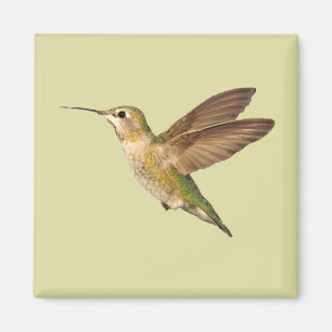 Hummingbird im Flight Magnet