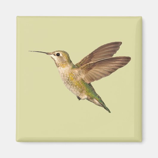 Hummingbird im Flight Magnet (Vorne)