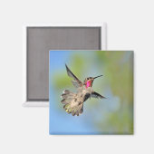 Hummingbird im Flight Magnet (Vorderseite/Rückseite)