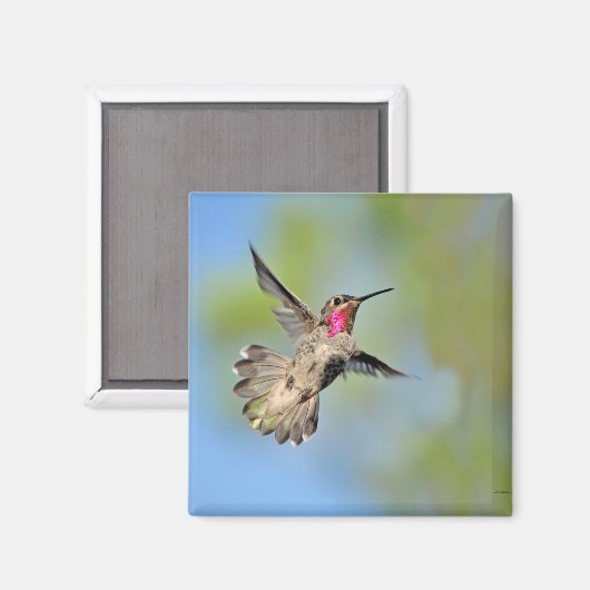 Hummingbird im Flight Magnet (Vorderseite/Rückseite)