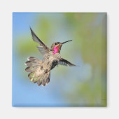 Hummingbird im Flight Magnet (Vorne)