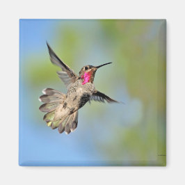 Hummingbird im Flight Magnet