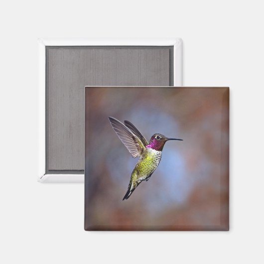Hummingbird im Flight Magnet (Vorderseite/Rückseite)