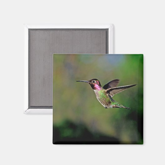Hummingbird im Flight Magnet (Vorderseite/Rückseite)