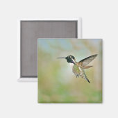 Hummingbird im Flight Magnet (Vorderseite/Rückseite)