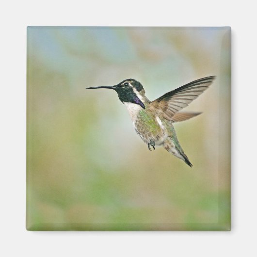 Hummingbird im Flight Magnet (Vorne)