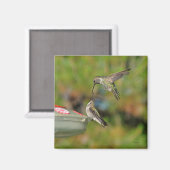 Hummingbird im Flight Magnet (Vorderseite/Rückseite)