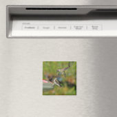 Hummingbird im Flight Magnet (In Situ (Geschirrspüler))