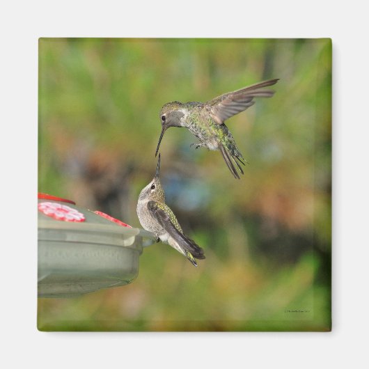 Hummingbird im Flight Magnet (Vorne)