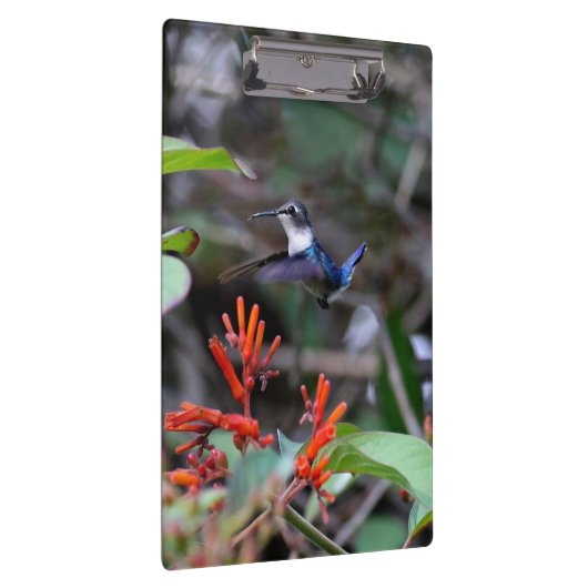 Hummingbird im Flight und in den Roten Blume Klemmbrett (Rechts)