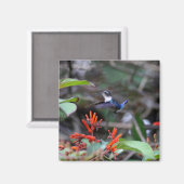 Hummingbird im Flight und in den Roten Blume Magnet (Vorderseite/Rückseite)