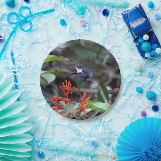 Hummingbird im Flight und in den Roten Blume Pappteller (Party)