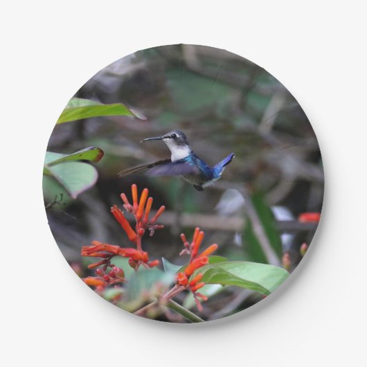 Hummingbird im Flight und in den Roten Blume Pappteller (Vorderseite)