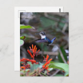 Hummingbird im Flight und in den Roten Blume Postkarte (Vorne/Hinten)