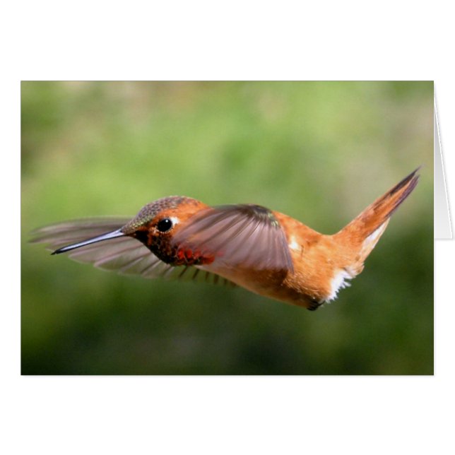 Hummingbird im Flug - Karten (Vorderseite (Horizontal))