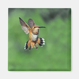 Hummingbird im Flug Magnet